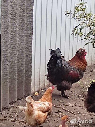 Куры петухи