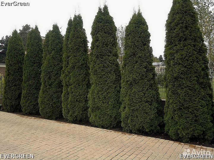 Туи для изгороди