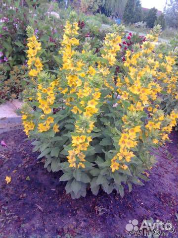 Вербейник точечный