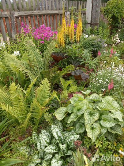 Бузульники