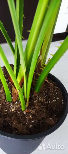 Пальма ливистона, высота 150см