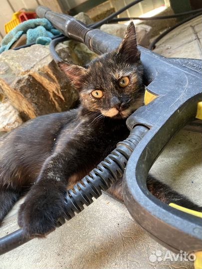 Кошка в дар