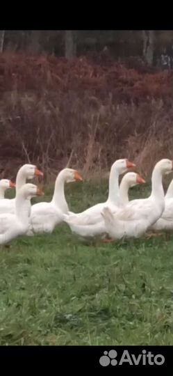 Гуси породы Линда