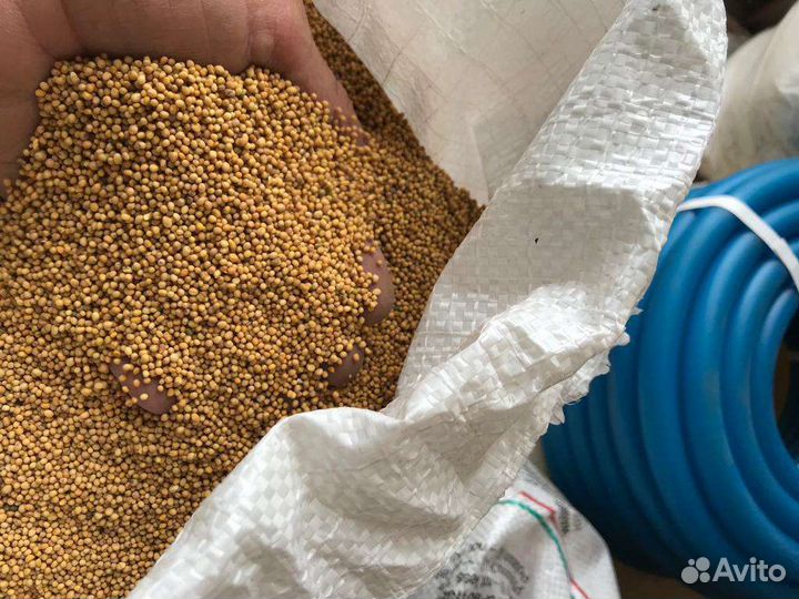 Семена горчицы горчица