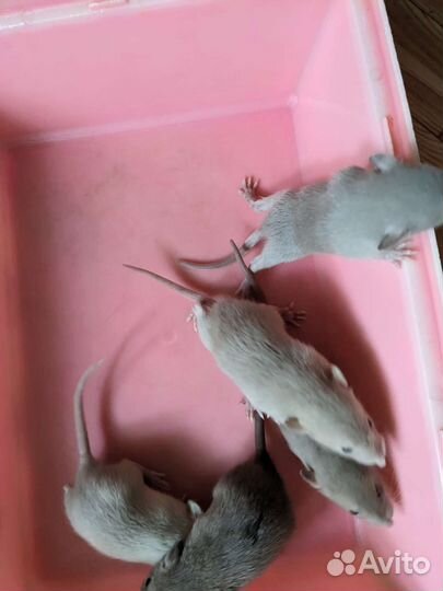 Крысята