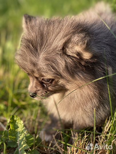 Продается щенок немецкого шпица