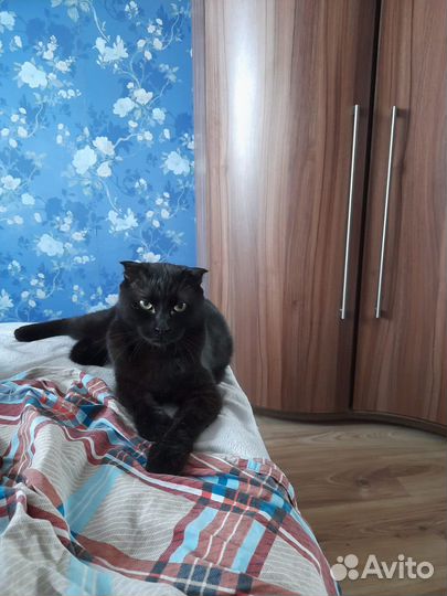 Британский вислоухий кот