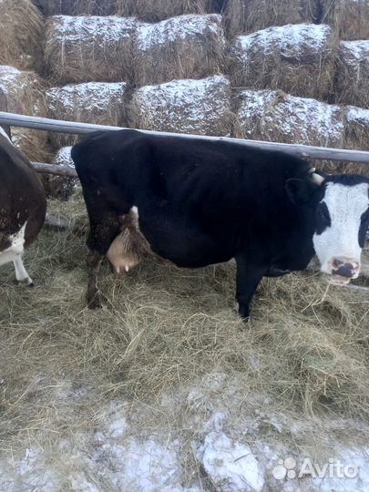 Корова стельная дойная