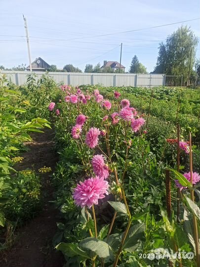 Георгины срезка и клубни