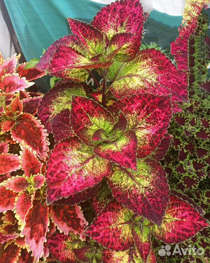 Аватар (черенок колеуса)