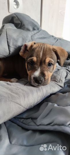 Щенки питбультерьера