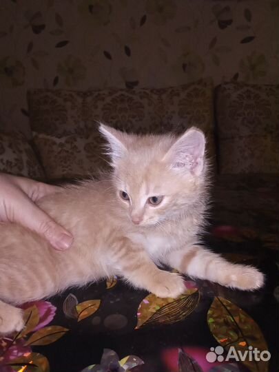 Шотландский котенок