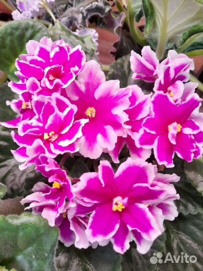 Сортовые фиалки стартеры