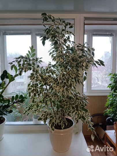 Фикус бенджамина