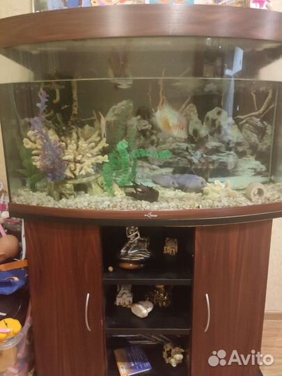Аквариум с тумбой 250 л