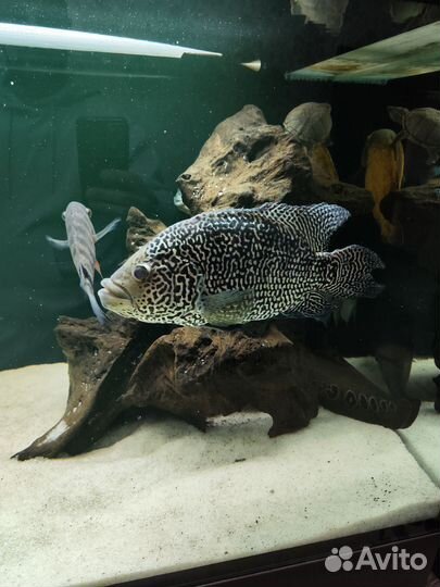 Аквариумные рыбы в большой аквариум