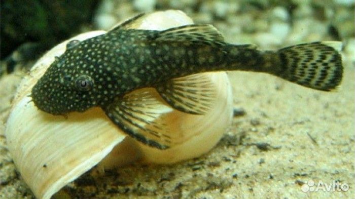 Сомики анциструсы