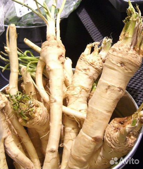 Корень хрена