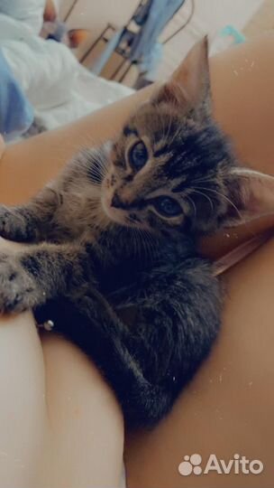 Котенок