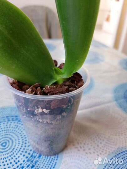 Орхидея фаленопсис Лиодоро