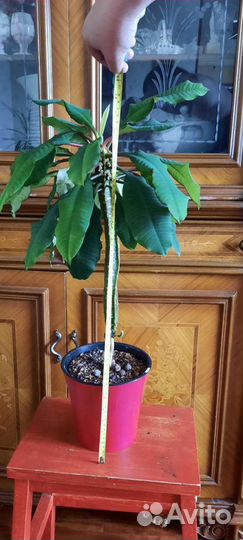 Молочай гребенчатый эуфорбия