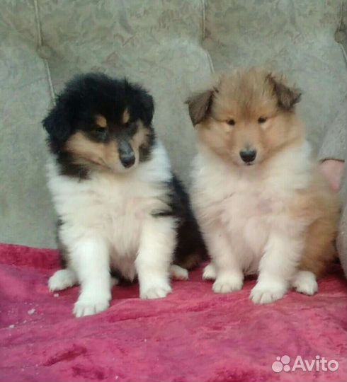 Щенки колли