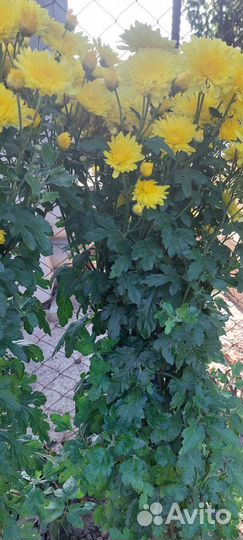 Хризантема жёлтая