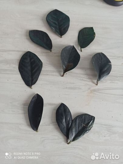 Комнатные цветы замиокулькас зензи