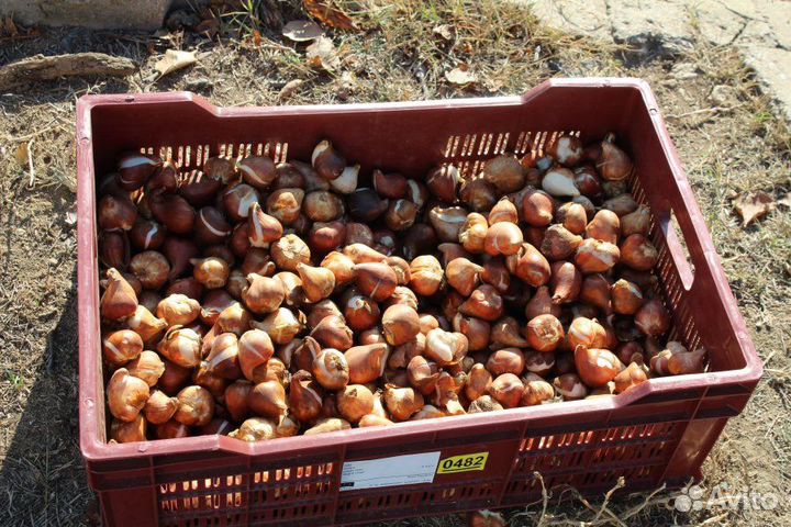 Луковицы тюльпанов оптом 10/11