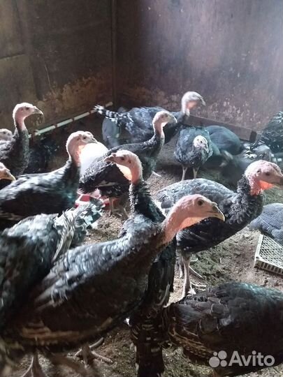 Индюки бронза 708,до 30кг