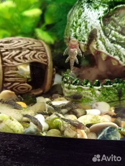 Сомики анциструсы