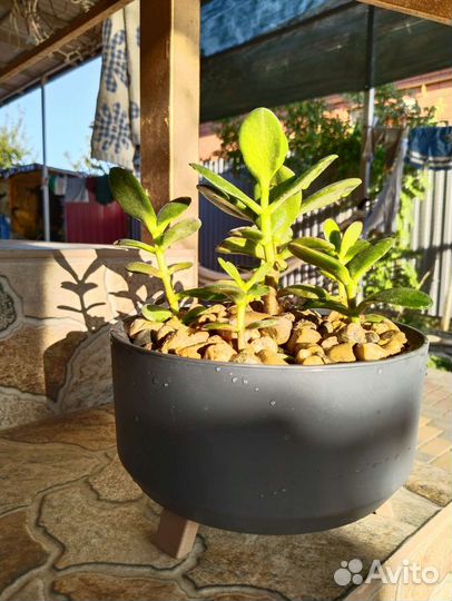 Крассула Денежное дерево