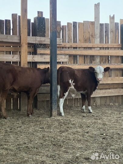 Крс (бычки )