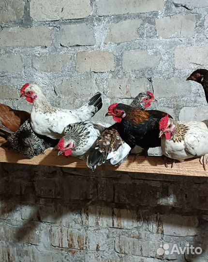 Карликовые куры. Голуби бакинцы, якобинцы