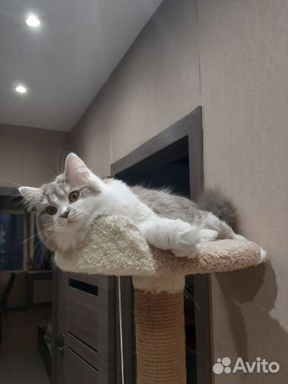 Шотландский кот вязка