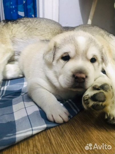 Щенок волчицы