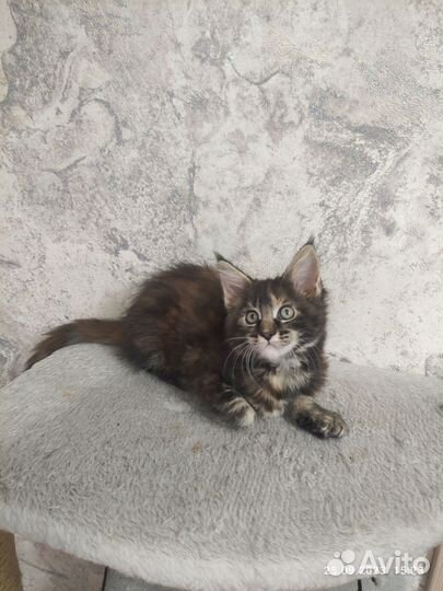 Котята мейн-кун