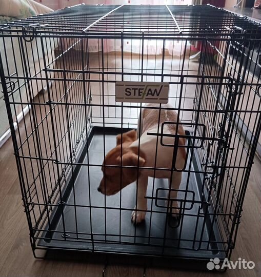 Джек Рассел терьер