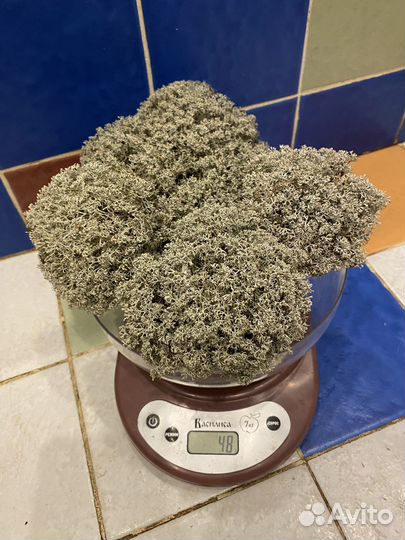 Цетрария - исландский мох. Кладония, пармелия