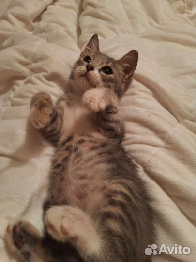 Котенок мальчик в добрые руки