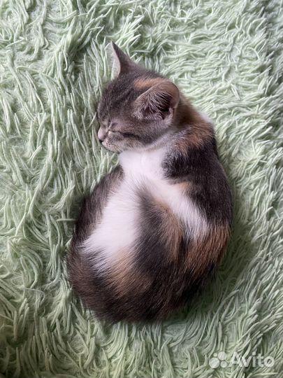 Кошка в дар бесплатно