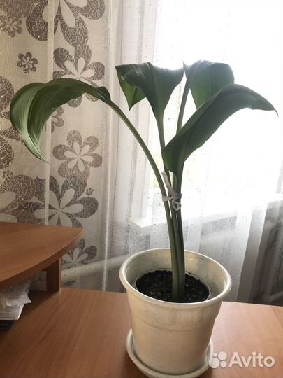 Продаются цветы