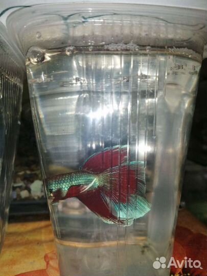 Петушки и тд