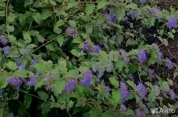 Кариоптерис