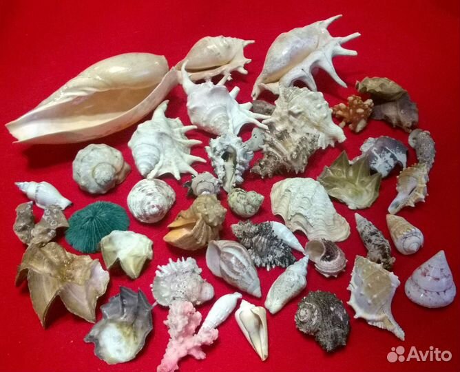 Морские ракушки раковины пакетом 41шт