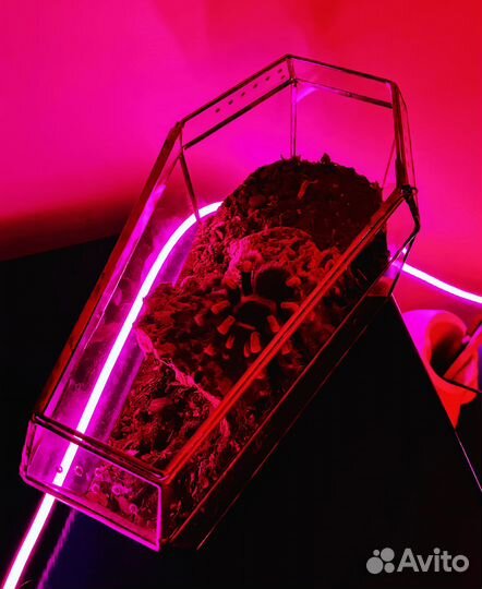 Паук-птицеед в аренду