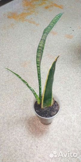 Хлорофитум санса фикус