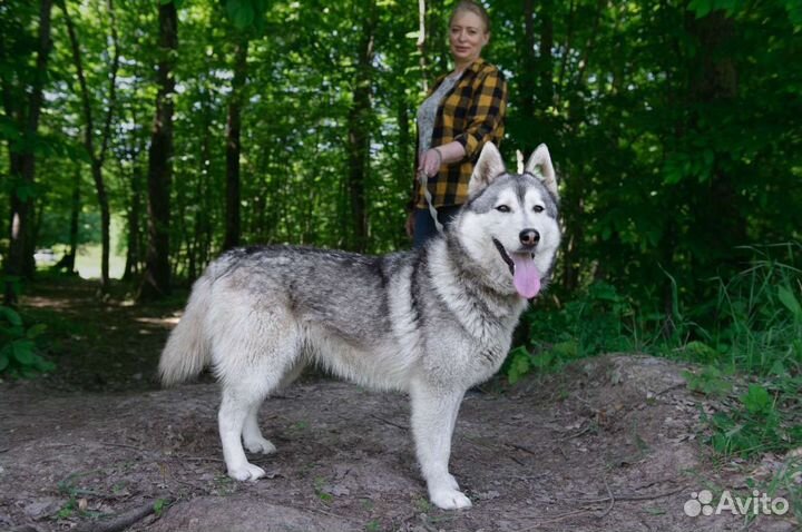 Собака Альфина, около 4 лет, контактная