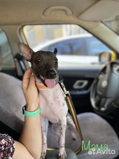 Американский голый терьер щенки