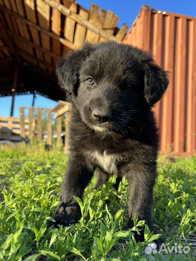 Щенки дворняжки бесплатно